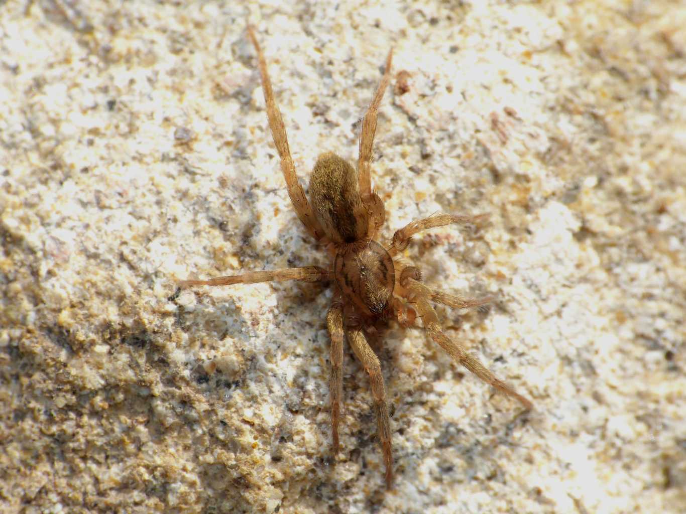 Giovane Agroeca (Liocranidae) -  Santa Severa (RM)